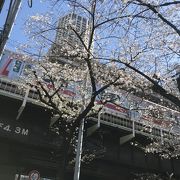 桜最前線、中目黒駅界隈の桜見頃なり