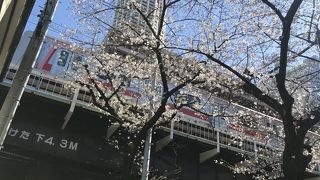 桜最前線、中目黒駅界隈の桜見頃なり