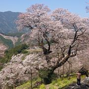 樹齢500年以上の仁淀川町の天然記念物巨木、周辺に桜が増え満開時は綺麗です。国道33号方面から一方通行です