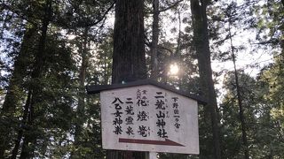 パワーを感じる神木