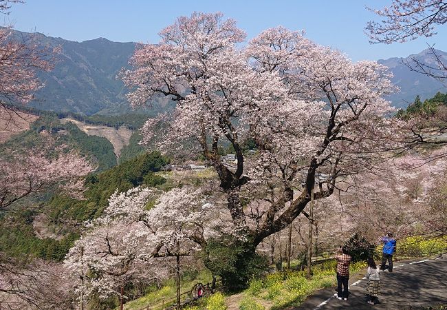 樹齢500年以上の仁淀川町の天然記念物巨木、周辺に桜が増え満開時は綺麗です。国道33号方面から一方通行です