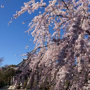 しだれ桜が満開でした