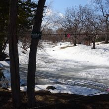 中島公園は雪が解けかけてます