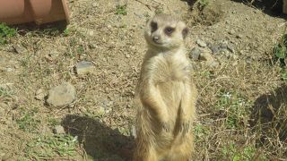 入園料はだいぶ高くはなったけど