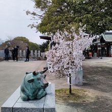 本殿の周辺　満開の様なおみくじと牛の銅像