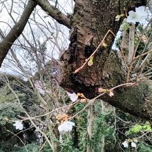 参道の桜の木　少しだけ開花