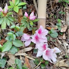 参道のつつじの花