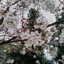 駐車場のソメイヨシノ桜の花