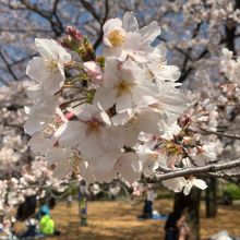 浜町公園の桜