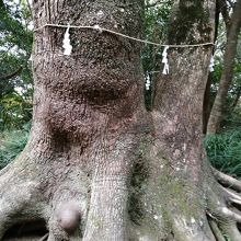 クスノキのコブ