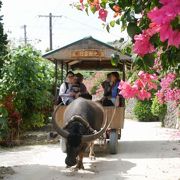 水牛車、レンタサイクル、徒歩で　