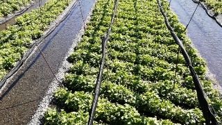 わさびの花が咲くころ