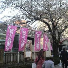駅そばの公園が桜と幟で楽しげな雰囲気に。