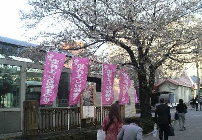 祭りの時期は駅周辺の桜スポットにも提灯が飾られて楽しげな雰囲気