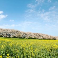 菜花と桜、春の色合い　2020/3/26幸手権現堂桜堤　早朝