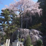 必見の枝垂桜です。とても背の高い。下のほうに枝垂れている部分もあります。