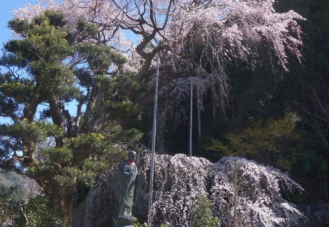 必見の枝垂桜です。とても背の高い。下のほうに枝垂れている部分もあります。