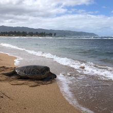 海へ帰っていくホヌ。