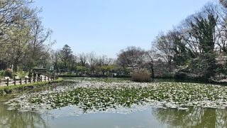池の眺めながらのんびり