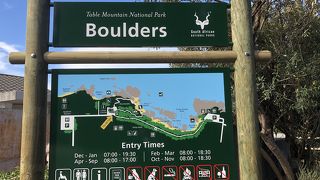 小ぶりなケープペンギンがカワイイ！