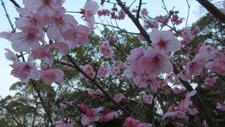 ３月末　桜が一歩手前
