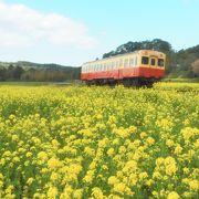 春を代表する人気の菜の花畑