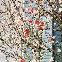 大阪城桃園にて、桃の花。