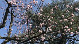 桜&#127800;ちらほら