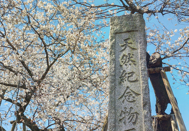 日本五大桜