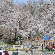 広がる桜の世界