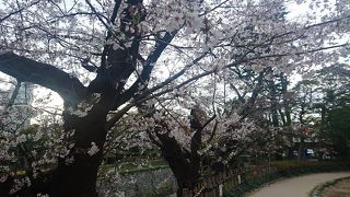 中野の通りから見えた桜につられて