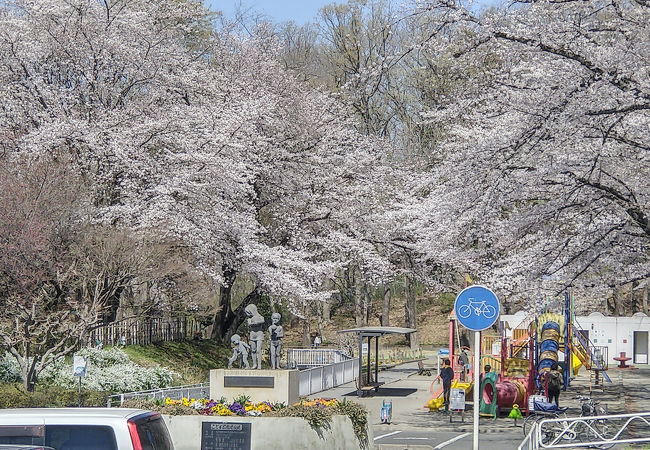 広がる桜の世界