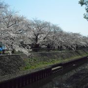 桜が大変綺麗に咲いていました。