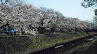 桜が大変綺麗に咲いていました。