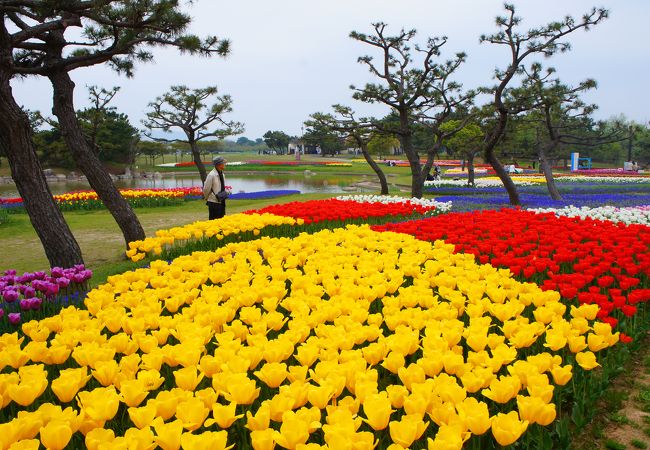 海の中道海浜公園 花のエリア クチコミ アクセス 営業時間 博多 フォートラベル