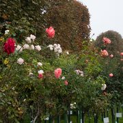 秋のフォルクス庭園はバラの花が咲いていてとても綺麗