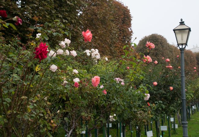 秋のフォルクス庭園はバラの花が咲いていてとても綺麗