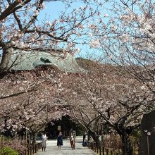 三門と桜