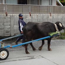 戸が開け放しのため水牛が通るとよく見えます