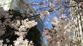 ささやかにお花見