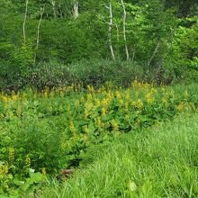 オタカラソウの群落