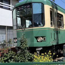 菜の花と江ノ電