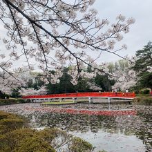 桜シーズンの岩槻城址公園の八ツ橋と菖蒲池