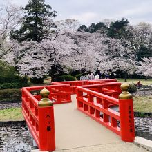 桜シーズンの岩槻城址公園の朱塗りの八ツ橋