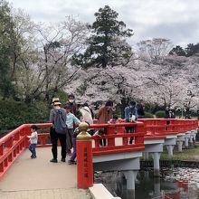 桜シーズンの岩槻城址公園に来た人々