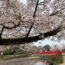 桜シーズンの岩槻城址公園
