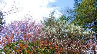 さくらが綺麗！