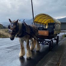 由布院駅から周辺スポットを廻っている馬