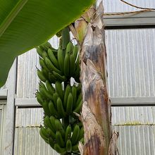 別府地獄内の熱帯再現ビニルハウスにあるバナナ