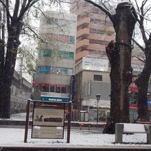 約100年も前から生えてる木です。